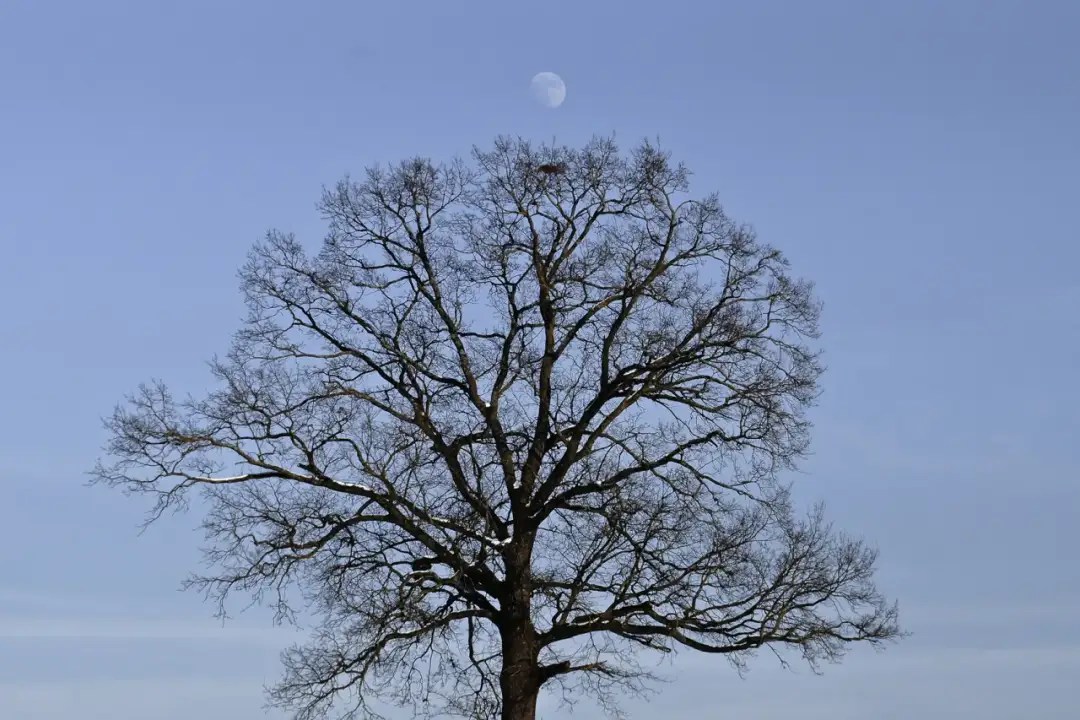 Drewno księżycowe: magiczne właściwości i zastosowanie