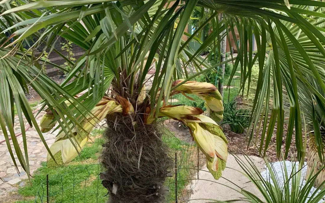 Kwitnąca palma w domu? Jak to osiągnąć i kiedy się spodziewać