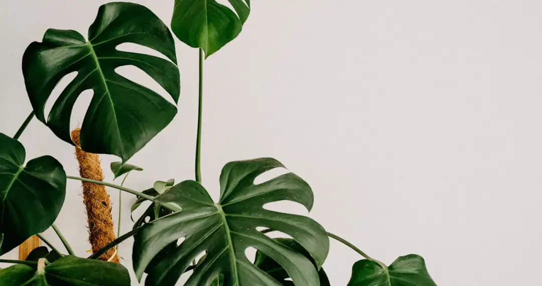 Monstera jak uprawiać - uniknij najczęstszych błędów w pielęgnacji