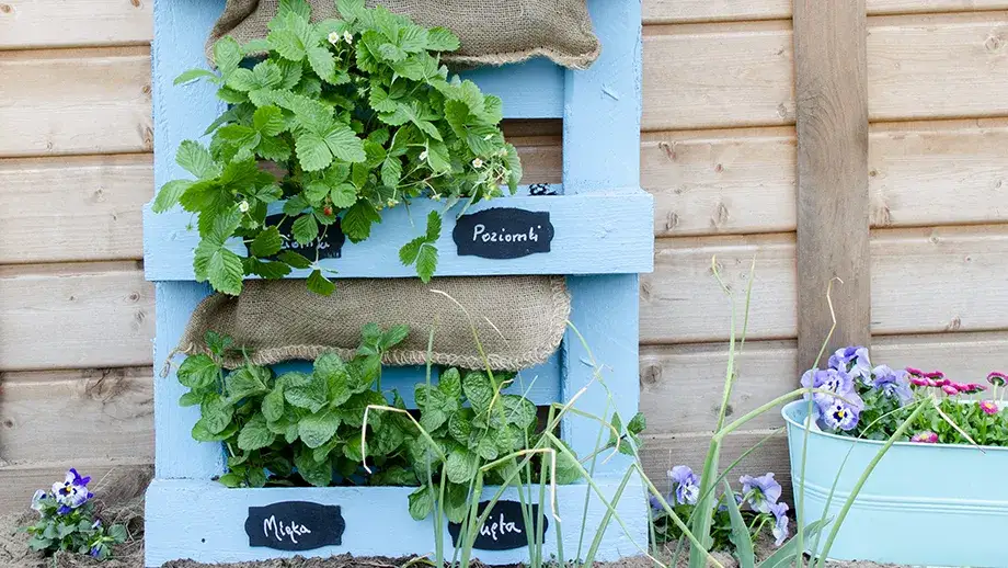 Jakie kwiaty do kwietnika z palet? Odkryj najlepsze rośliny do ogrodu