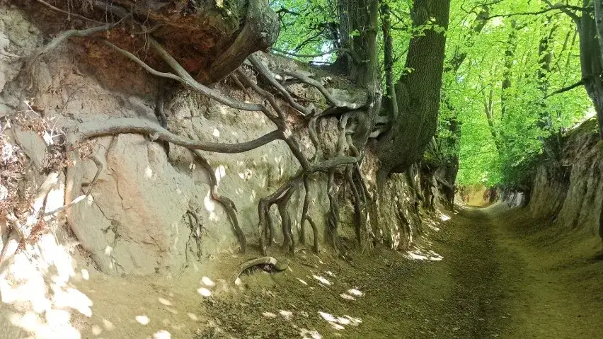 Który wąwóz w Kazimierzu zachwyca najbardziej? Trasy spacerowe