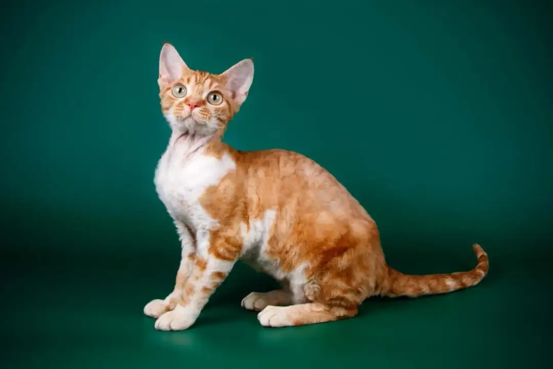 Charakterystyka kota Devon Rex rudy – piękno, pielęgnacja i adopcja