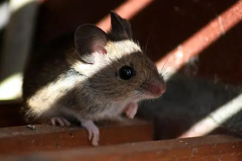 Skuteczne sposoby na to, jak wytępić myszy z elewacji budynku