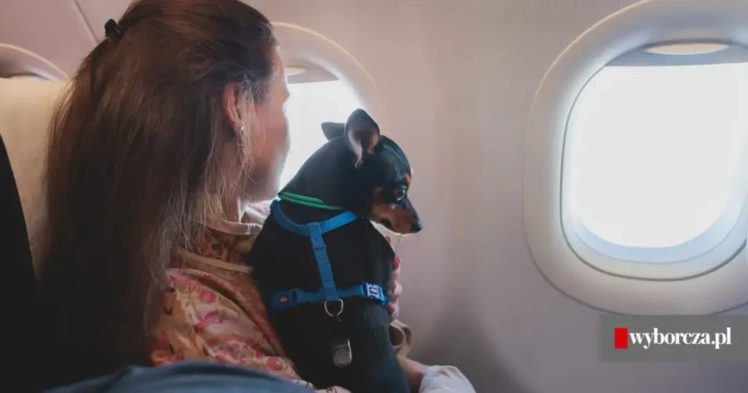 Jak bezpiecznie i wygodnie podróżować samolotem z psem? Porady