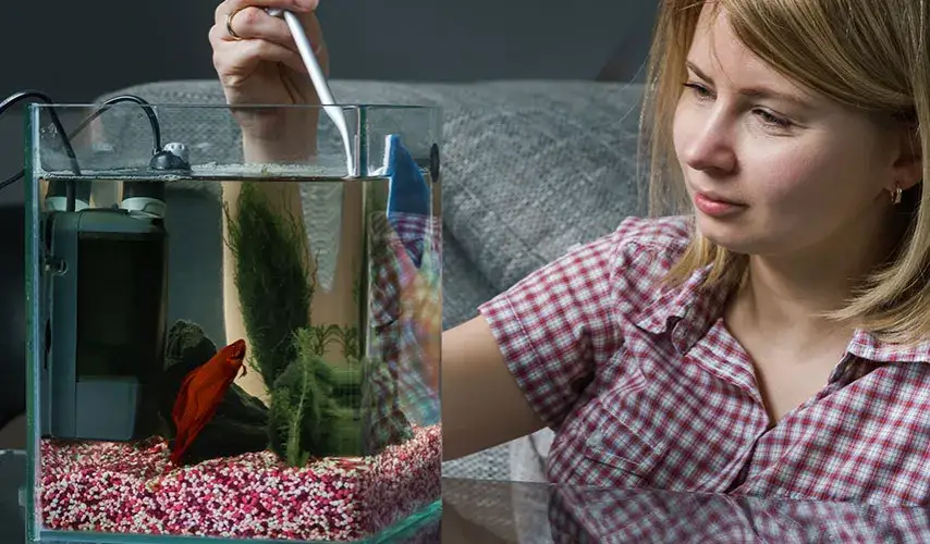 Sprawdzone porady: jakich kamieni nie dawać do akwarium - poradnik praktyczny