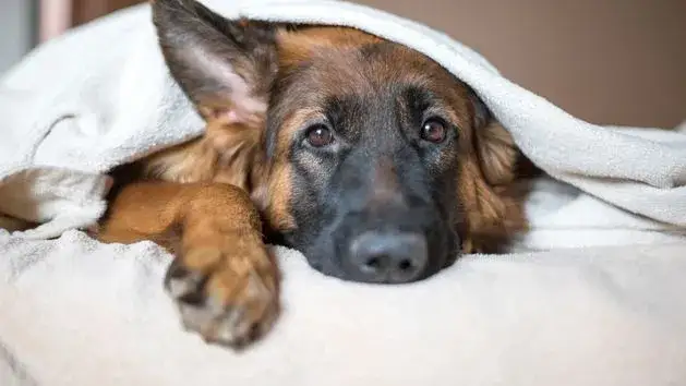 Niebezpieczne temperatury dla psa – kiedy grozi mu niebezpieczeństwo?