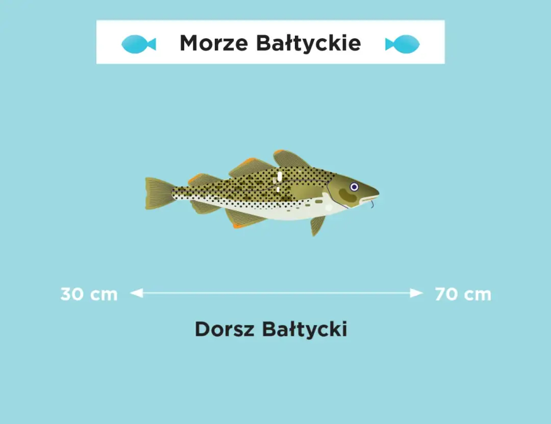 Jak się pisze Morze Bałtyckie? Uniknij tych powszechnych błędów