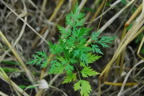 Trujący chwast o białych kwiatach: jak go rozpoznać i zwalczyć