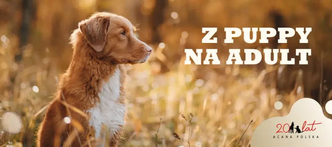 Szczeniak a karma dla dorosłych: Kiedy i jak bezpiecznie zmienić?