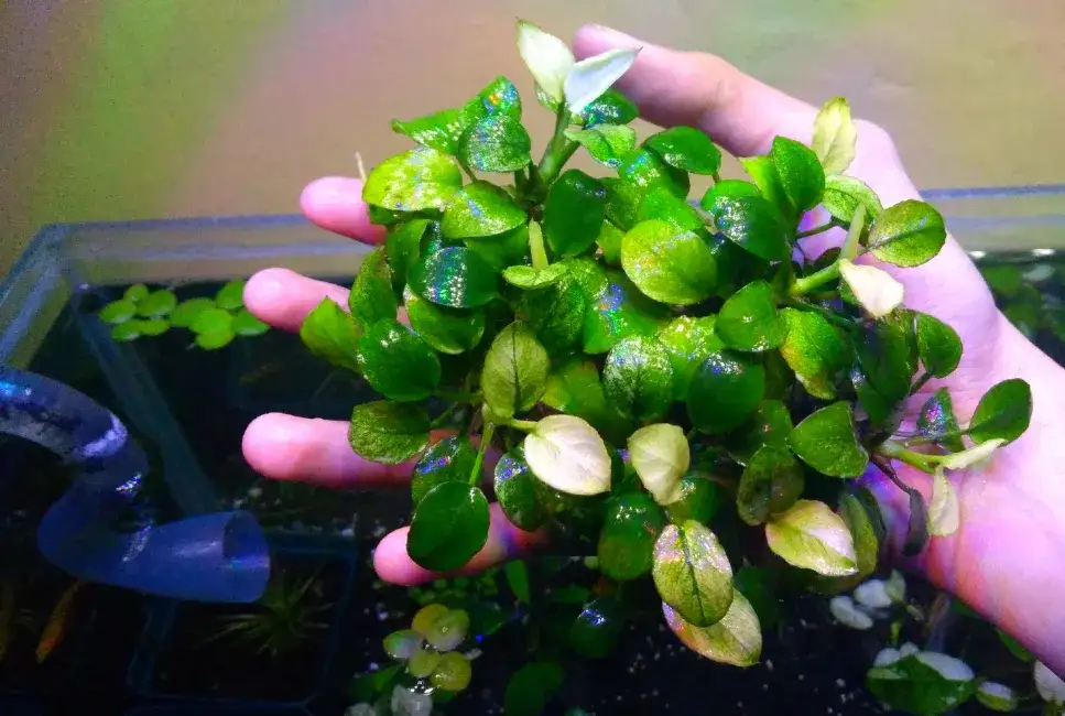 Jak sadzić anubiasy w akwarium - skuteczne metody mocowania krok po kroku