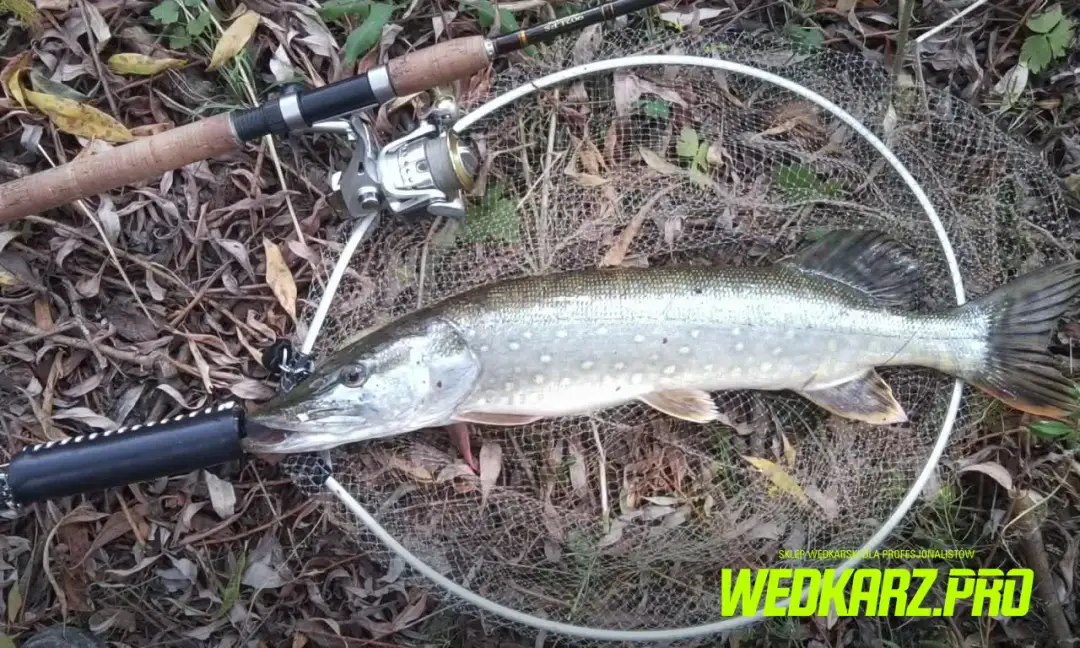 Jaka wędka na szczupaka z brzegu? Długość, C.W., akcja i modele