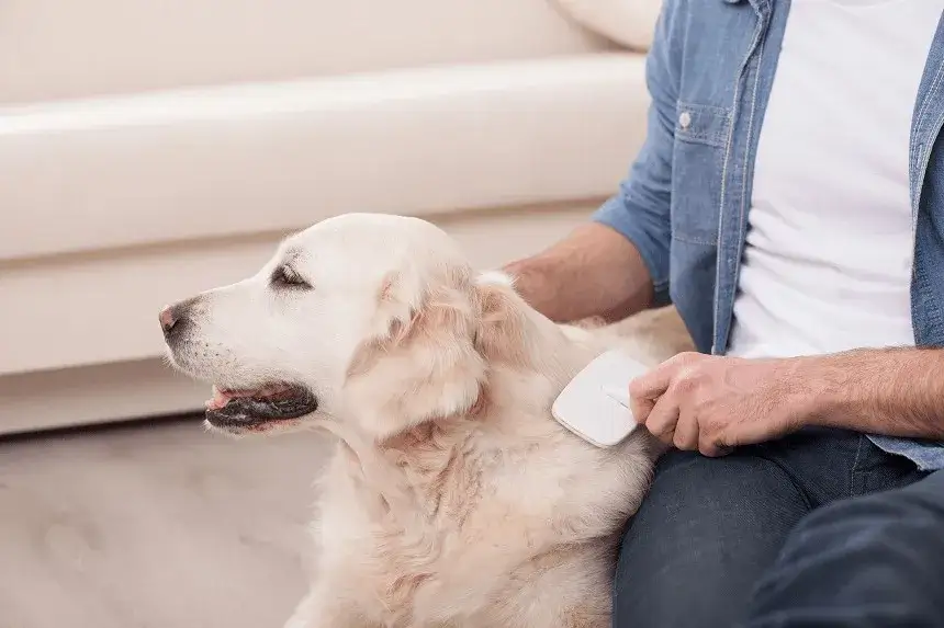 Co na wypadanie sierści u psa? Poznaj przyczyny i skuteczne rozwiązania Co na wypadanie sierści u psa? Poznaj przyczyny i skuteczne rozwiązania