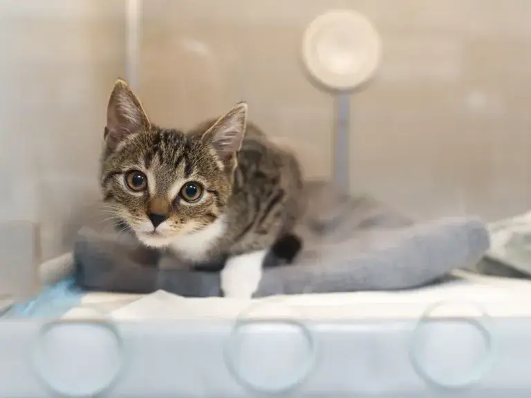 Jak często odrobaczać kota niewychodzącego, aby uniknąć pasożytów? Jak często odrobaczać kota niewychodzącego, aby uniknąć pasożytów?