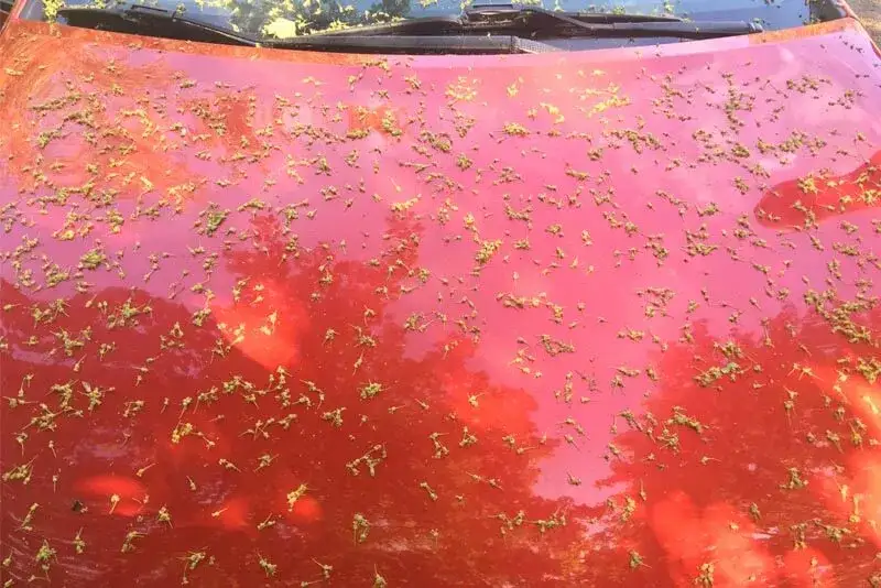 Czym myć samochód, aby uniknąć rys i uszkodzeń lakieru?