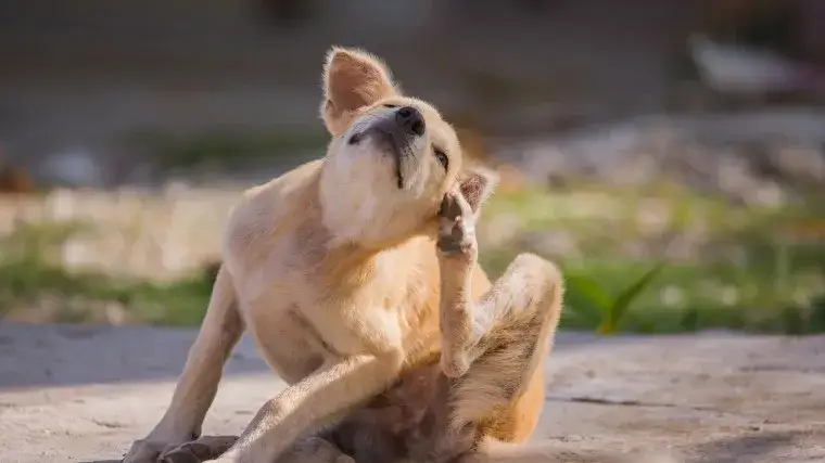 Gdy szczeniak się drapie: Możliwe przyczyny i skuteczne metody leczenia