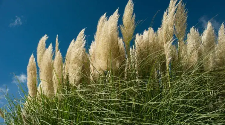 Czy trawa pampasowa kwitnie w pierwszym roku? Oto co musisz wiedzieć