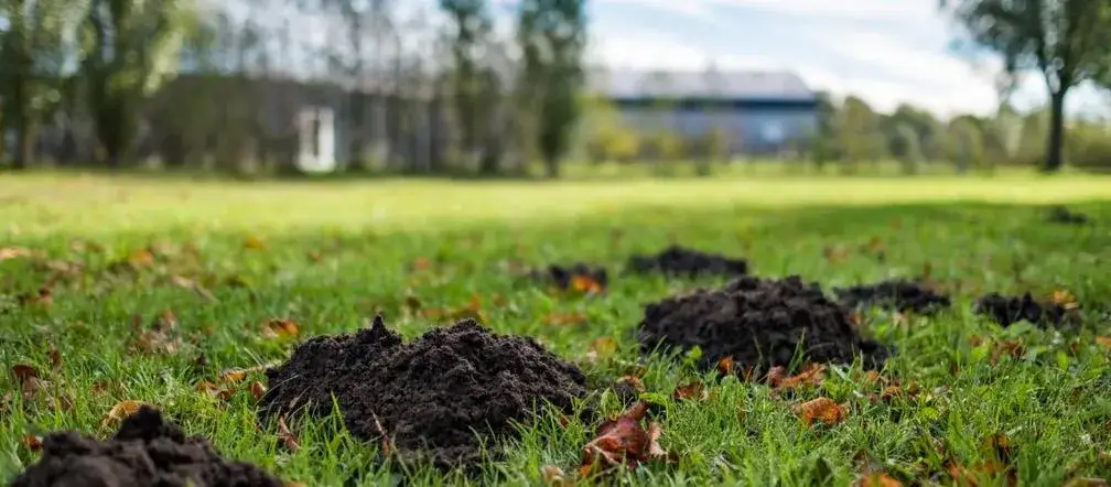 Jak rozmnażają się krety? Zaskakujące fakty o ich życiu i młodych