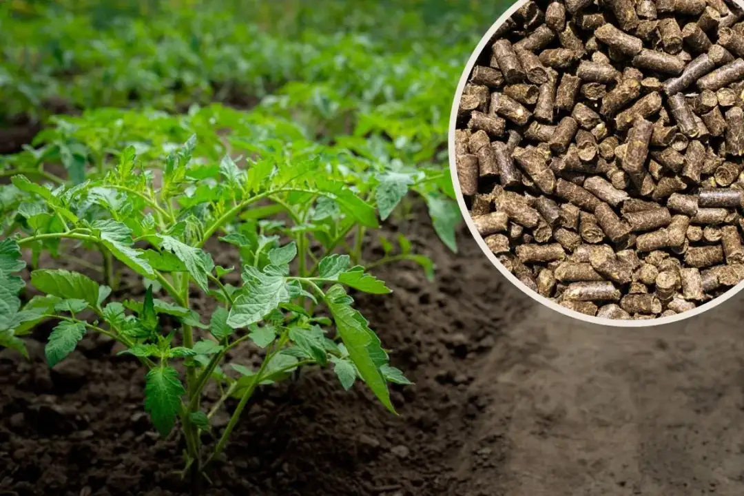  Obornik pod warzywa na wiosnę - kiedy go użyć, by plon był obfity?