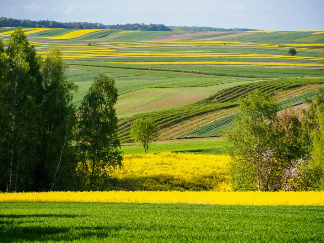 Roztocze: Odkryj najpiękniejsze miejsca i zaplanuj podróż
