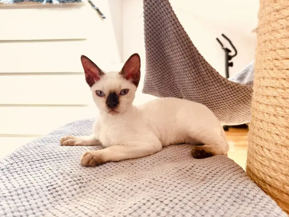 Devon Rex w Lublinie - dostępność, ceny i adopcja kotów tej rasy