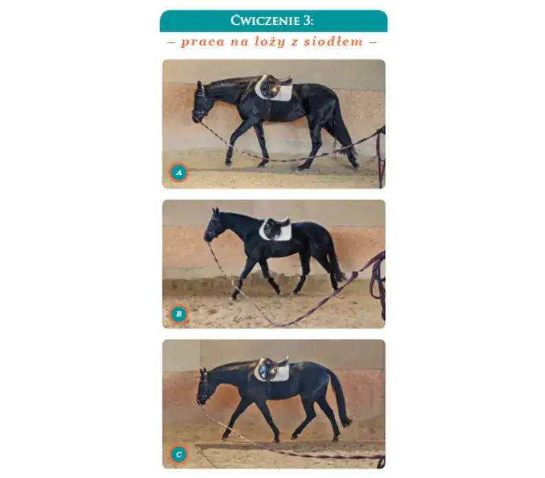 Jak nauczyć się jeździć konno: 7 kroków, które ułatwią start