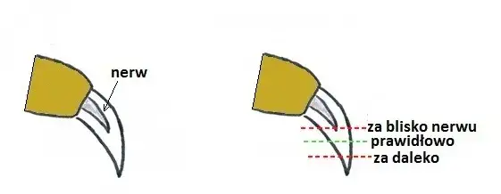 Jak bezpiecznie obcinać paznokcie śwince morskiej bez stresu i błędów