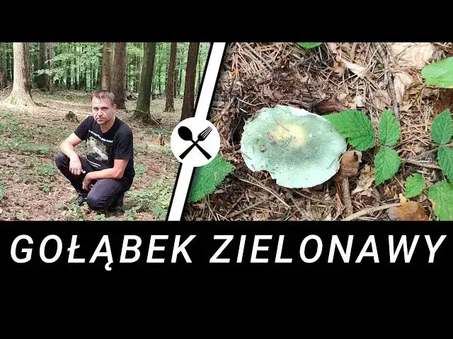 Jak rozpoznać gołąbka błotnego i bezpiecznie zebrać go w lesie