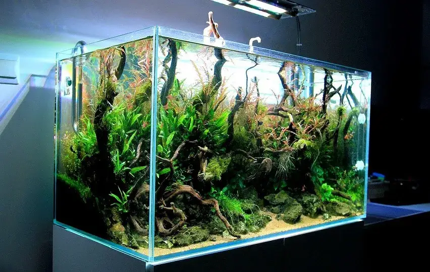 Ile octu dodać do akwarium? Kompletny przewodnik dla akwarystów