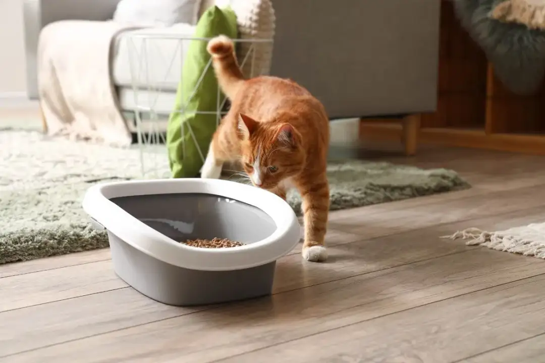 Kotka sika poza kuwetą? Sprawdź przyczyny i skuteczne rozwiązania