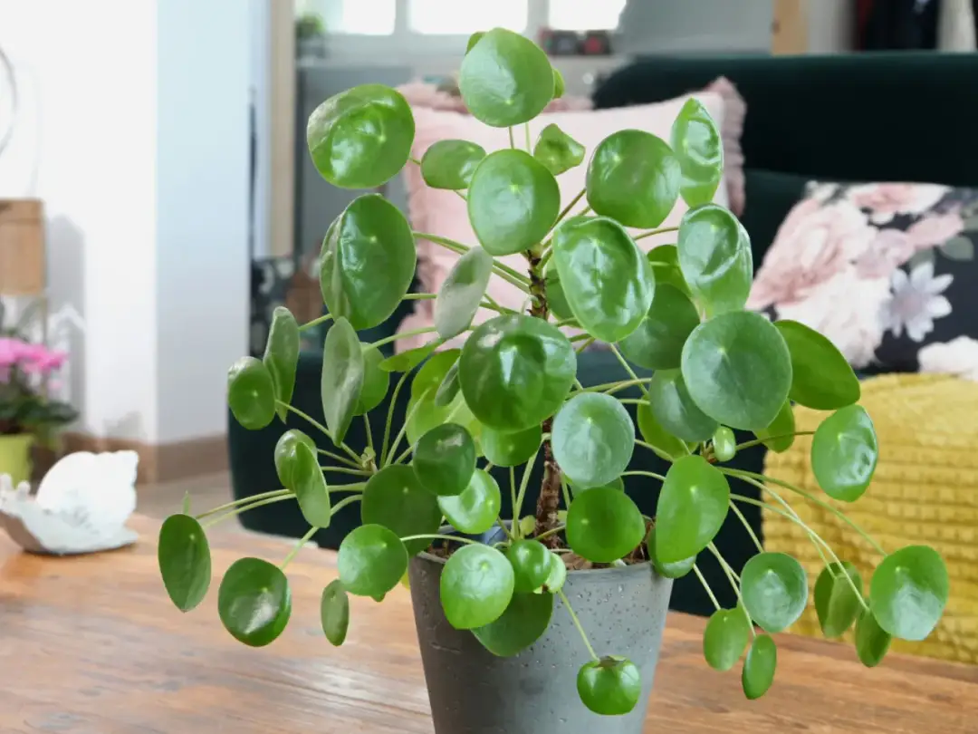 Jakie kwiaty do salonu? Stwórz zieloną oazę i uniknij błędów!