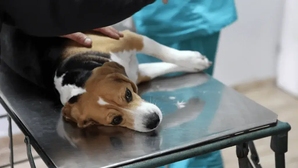 Czy uśpienie psa to grzech? Etyka i religia w trudnych decyzjach