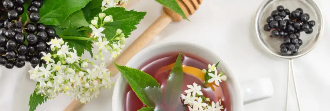 Jak kwitnie czarny bez? Odkryj sekrety pięknych kwiatów