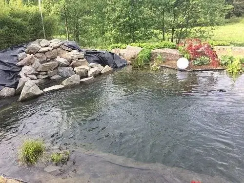 Grünes Wasser im Teich wieder klar bekommen: Effektive Lösungen und Tipps
