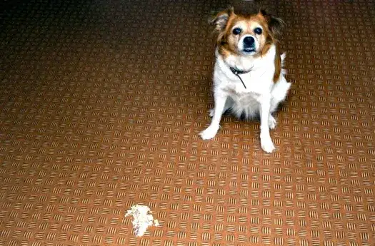 Dlaczego pies wymiotuje żółcią i co z tym zrobić: przyczyny i leczenie