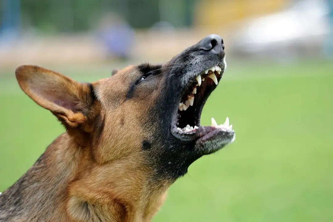 Co zrobić, gdy pies szczeka na inne psy: przyczyny i rady dotyczące zachowań