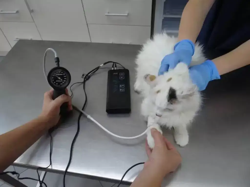 Jak leczyć udar u kota - skuteczne metody i pilna pomoc weterynaryjna