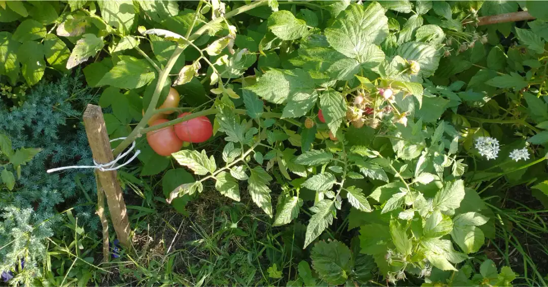 Jakie warzywa warto uprawiać w ogródku? Proste i skuteczne porady