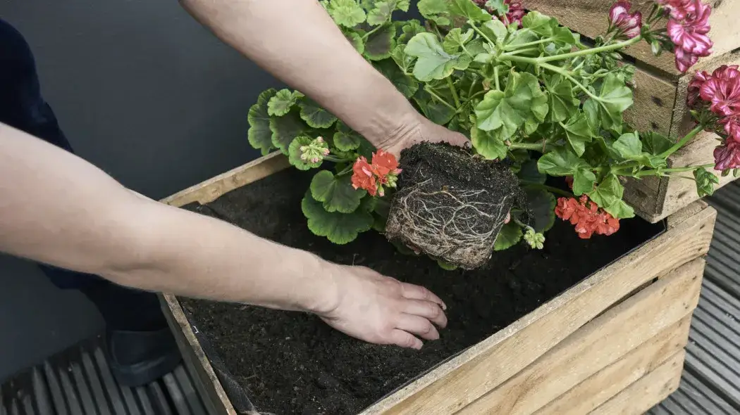 Od kiedy pelargonie na balkonie? Sprawdź, by uniknąć przymrozków