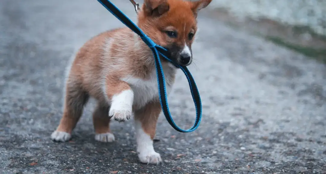Jak przyzwyczaić psa do obroży bez stresu i frustracji?