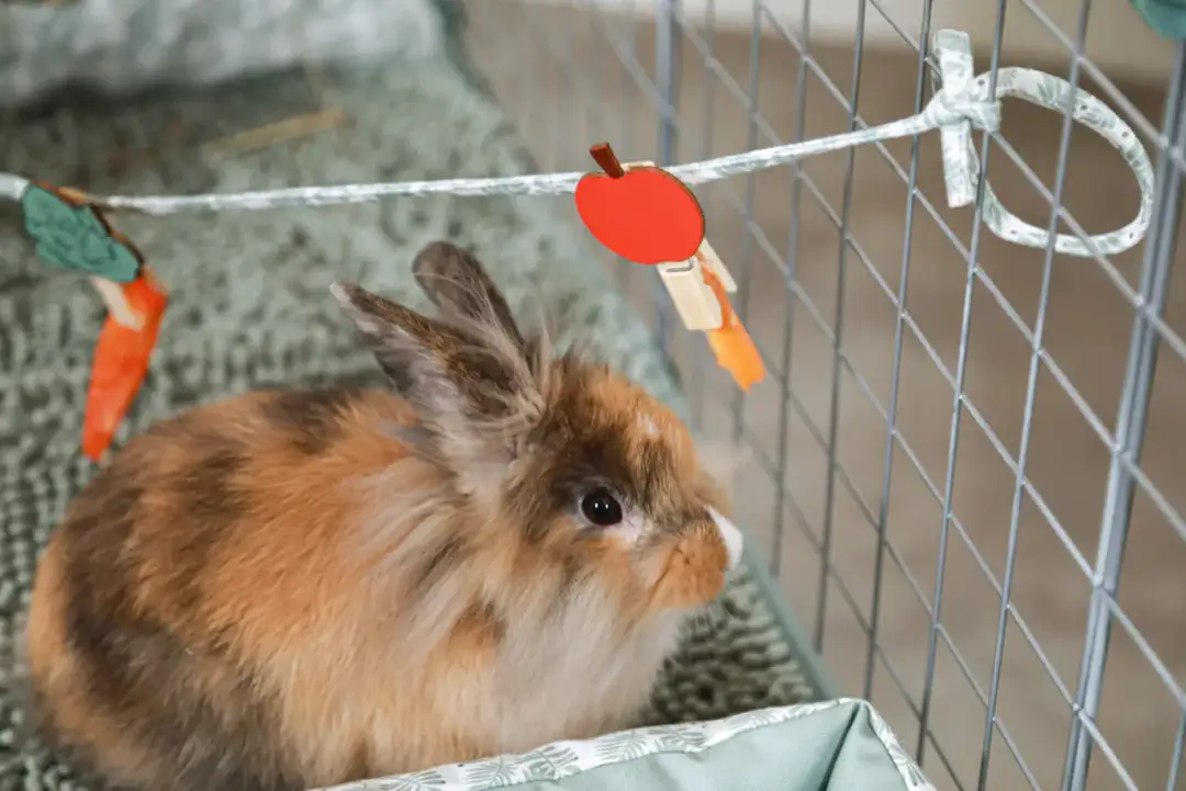 Jak zrobić legowisko dla królika, aby zapewnić mu komfort i bezpieczeństwo