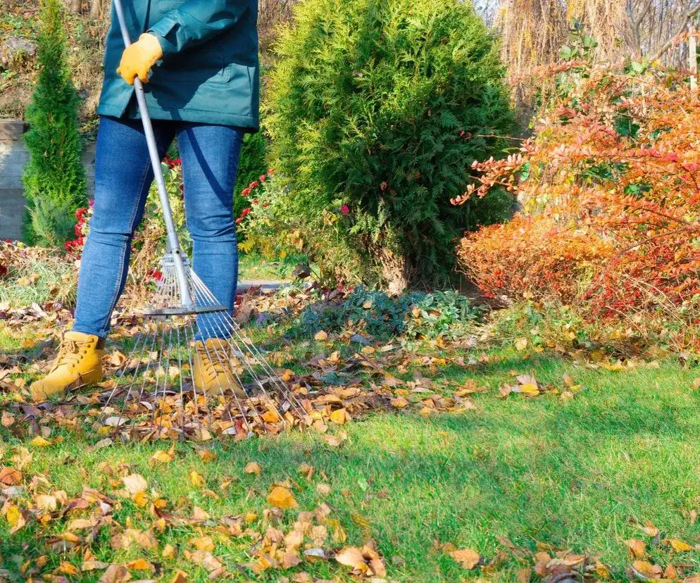 Wertykulacja trawnika jesienią - czy warto to robić przed zimą?