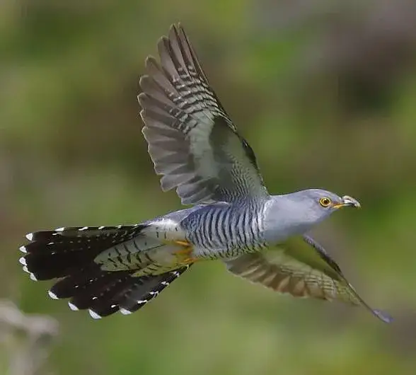 Kukułka czy kukółka? Poprawna pisownia i zasada "ułka".