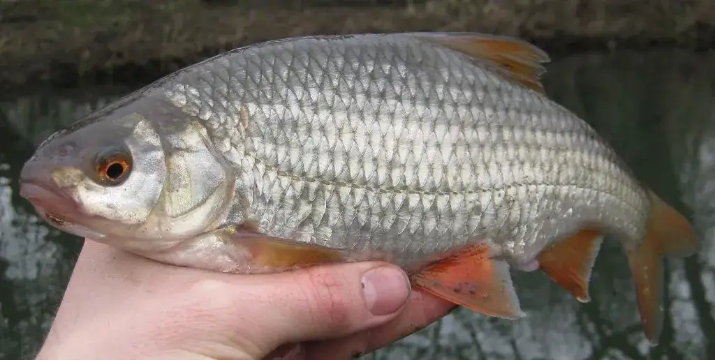 Przynęta na płoć: Jak złowić dużą rybę? Całoroczny poradnik eksperta