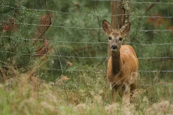 Ogrodzenie na sarny: Jakie wybrać i jak zamontować?