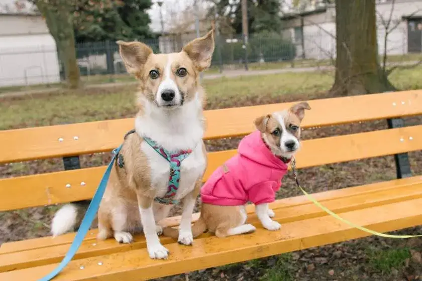 Wyprawka dla szczeniaka: Pełna checklista i formalności 2026