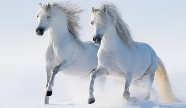 Trudne quizy o koniach: co wolisz? Sprawdź swoje preferencje!