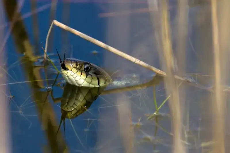 Poznaj sekretne miejsca, w których zimuje zaskroniec - kompletny atlas