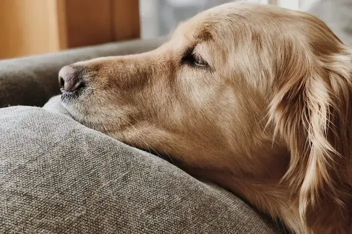 Czy golden retriever uczula? Sprawdź, zanim podejmiesz decyzję o psie