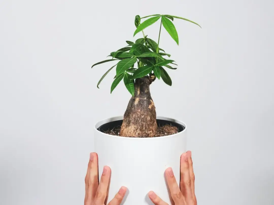 Jak przycinać pachirę? Krok po kroku do bujnego drzewka