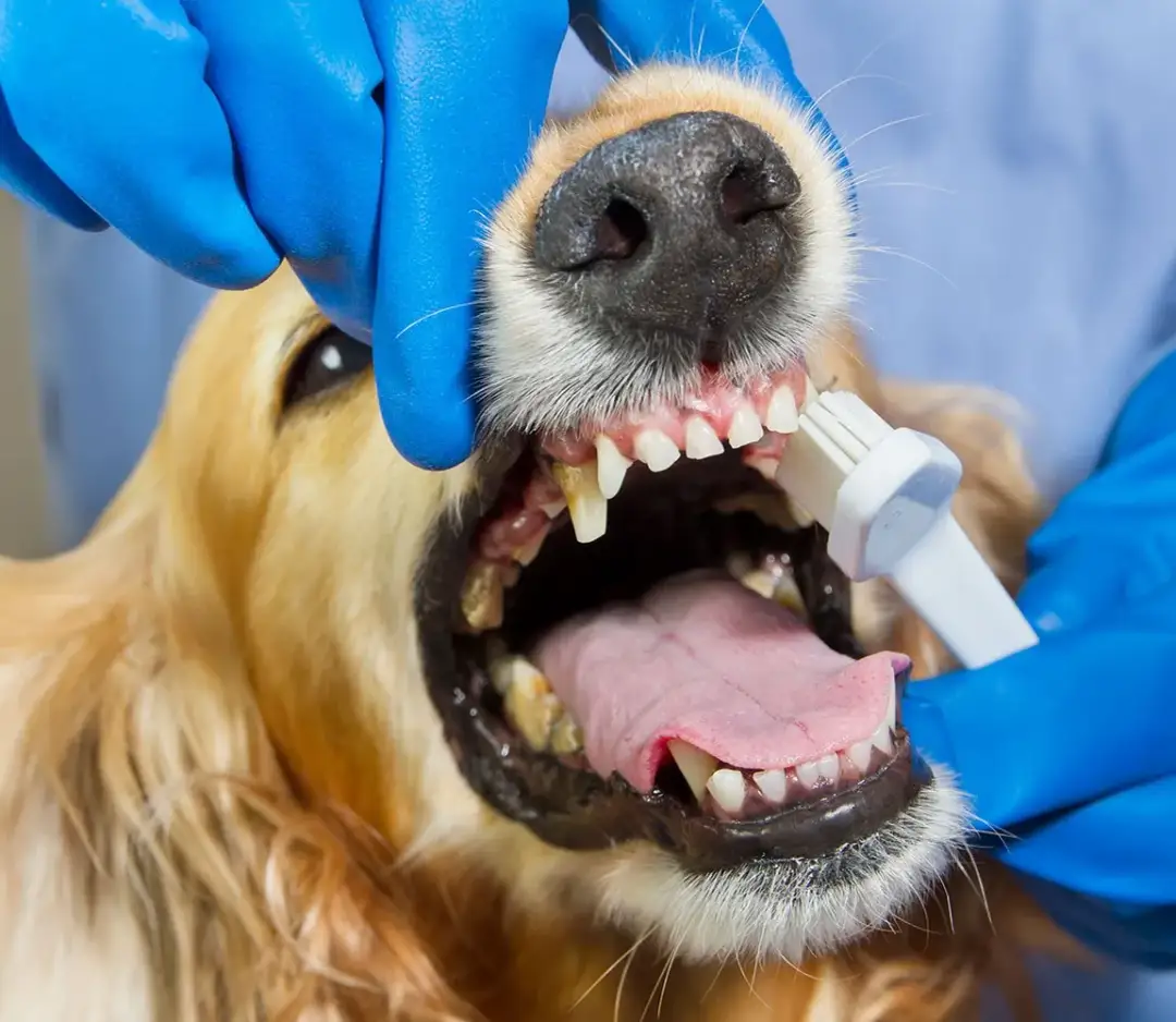 Kamień nazębny u psa: Skuteczne metody od domu po weterynarza